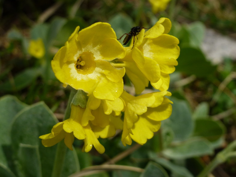 Wunderschöner Platenigl