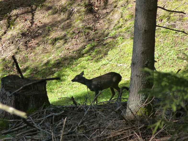 Rehgeis am Weg zur Kreither Alm