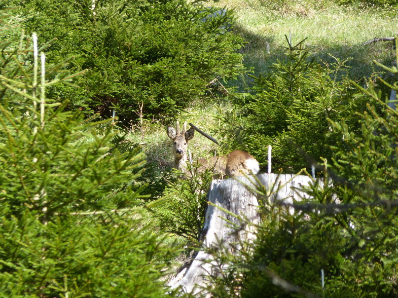 Bastbock unterhalb der Kreither Alm