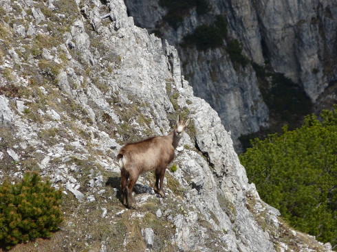 Gams unterhalb der Saile