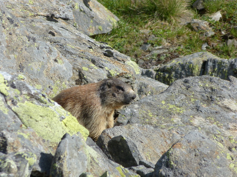 Ein fetter Murmel