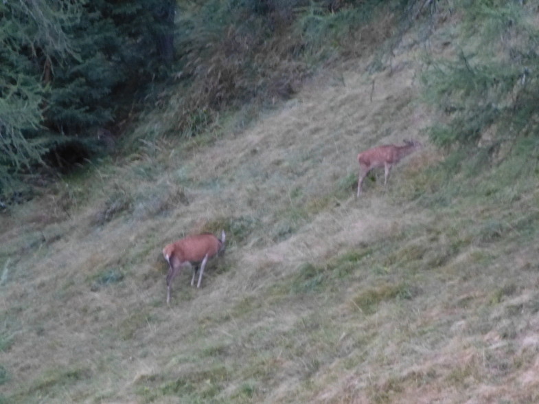 Hirschtier und Kalb beim Äsen