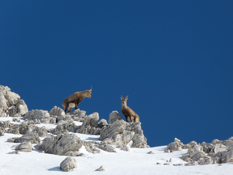 Steinwild auf der Weißwandspitze