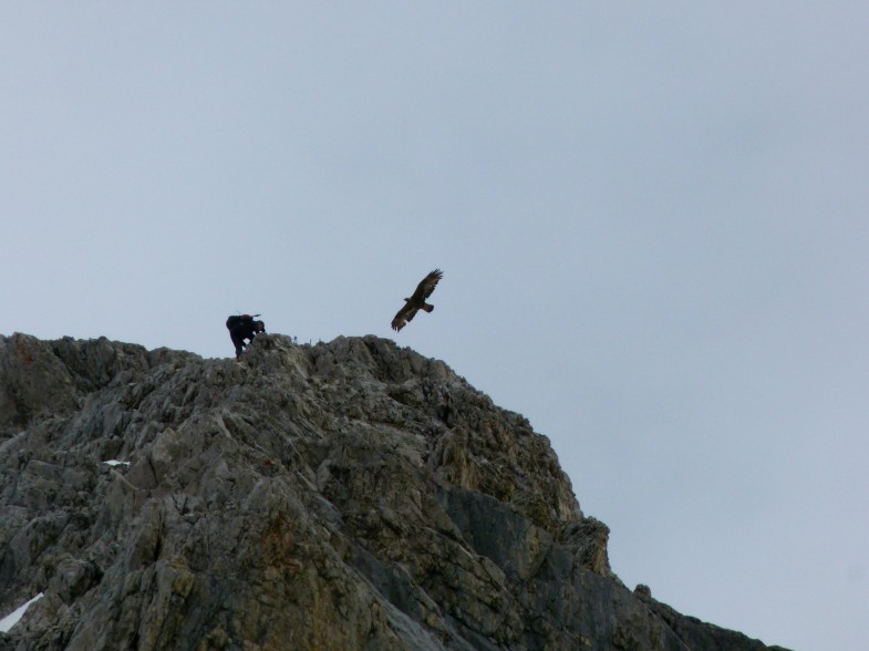 Adler und Bergsteiger
