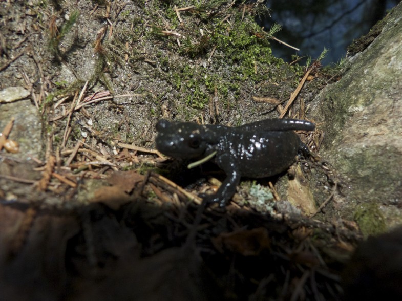 Alpensalamander am Weg zur Bodenalm