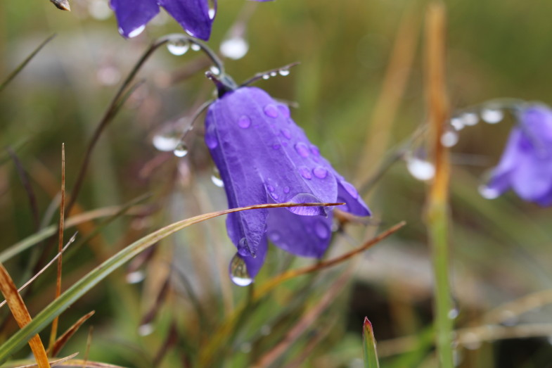 Glockenblume mit Regentropfen, wie so oft diesen Sommer