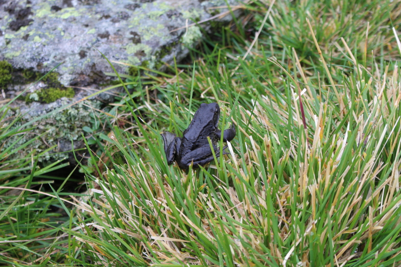 Black frog