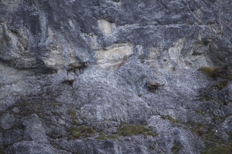 Kletterprofis- Gemesen in der Nordwand der Kleinen Ochsenwand