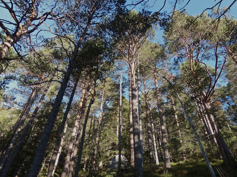 Im unteren Teil geht es durch Kiefernwald