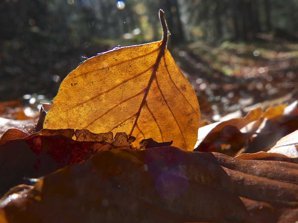 Herbst