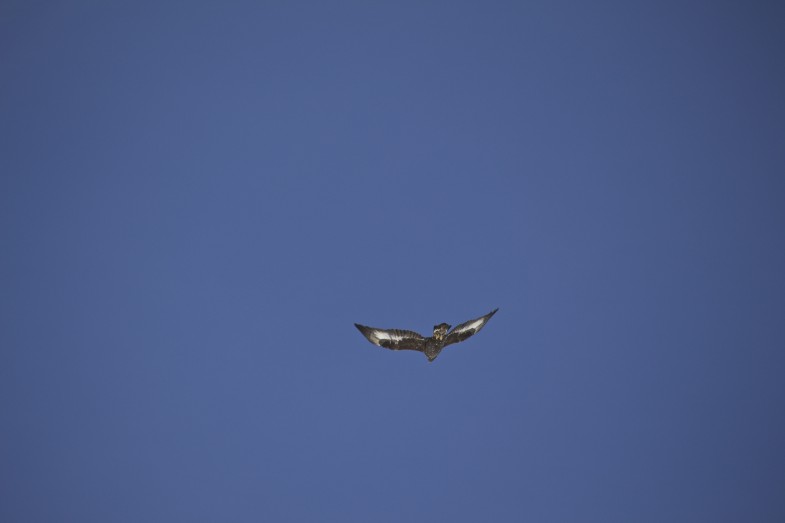 Junger Steinadler überfliegt uns