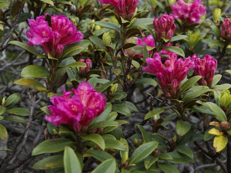 Almrosenblüte