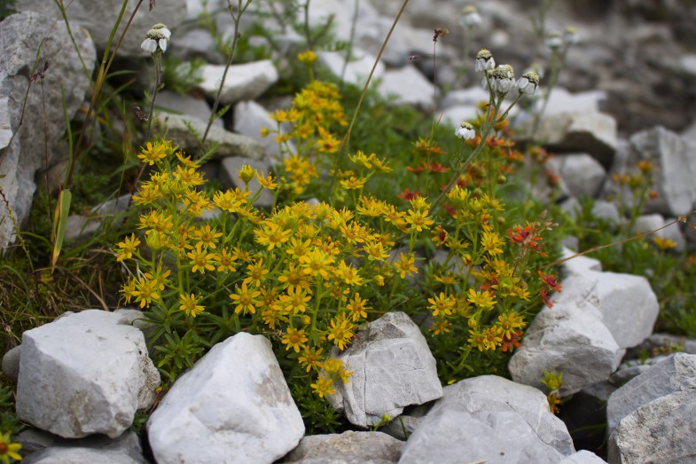 Blumen, aber welche :-D