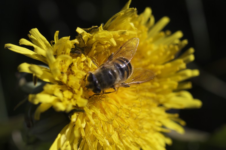 Bienen auf der Suche nach den letzten Blüten