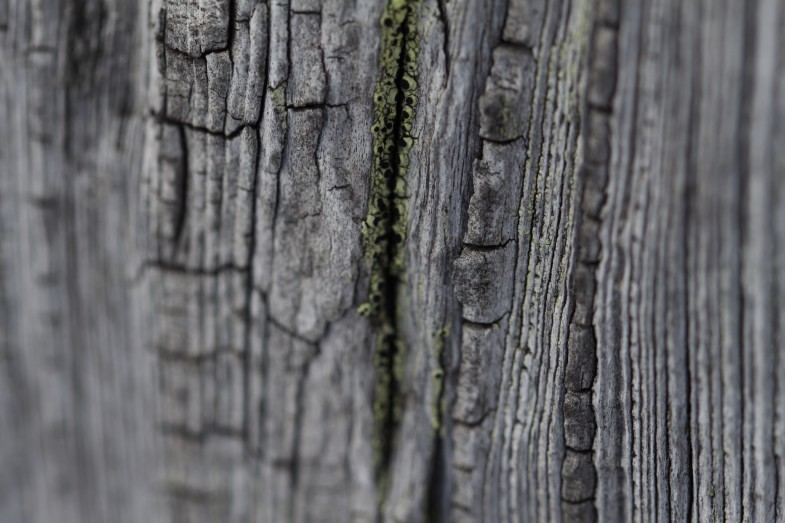 Macroaufnahme Holz