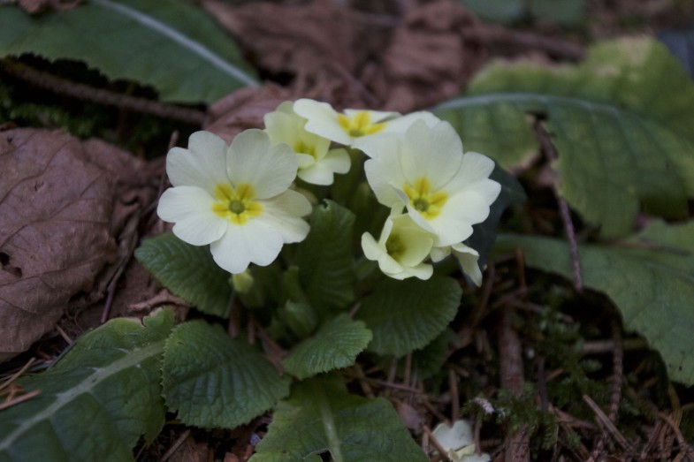 Erste Frühlingsboten