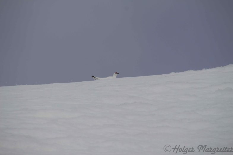 Schneehahn