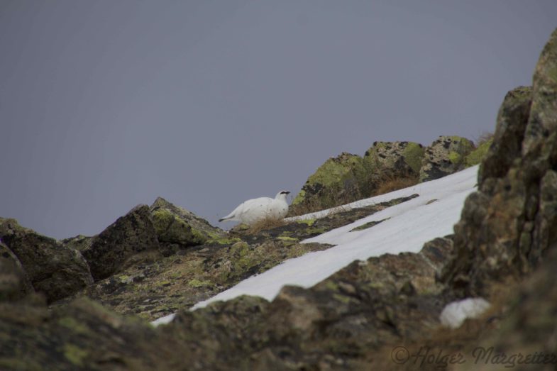 Der Schneehahn folgt der Henne, wie im Leben oder?! :-D