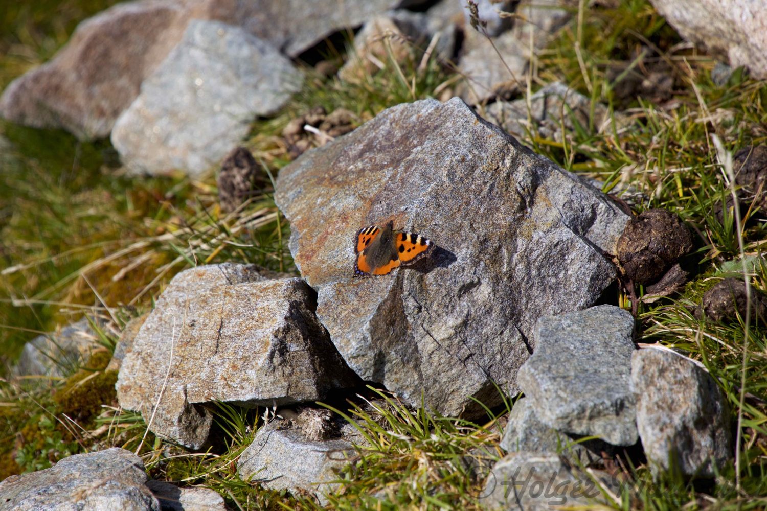 Rosskogel