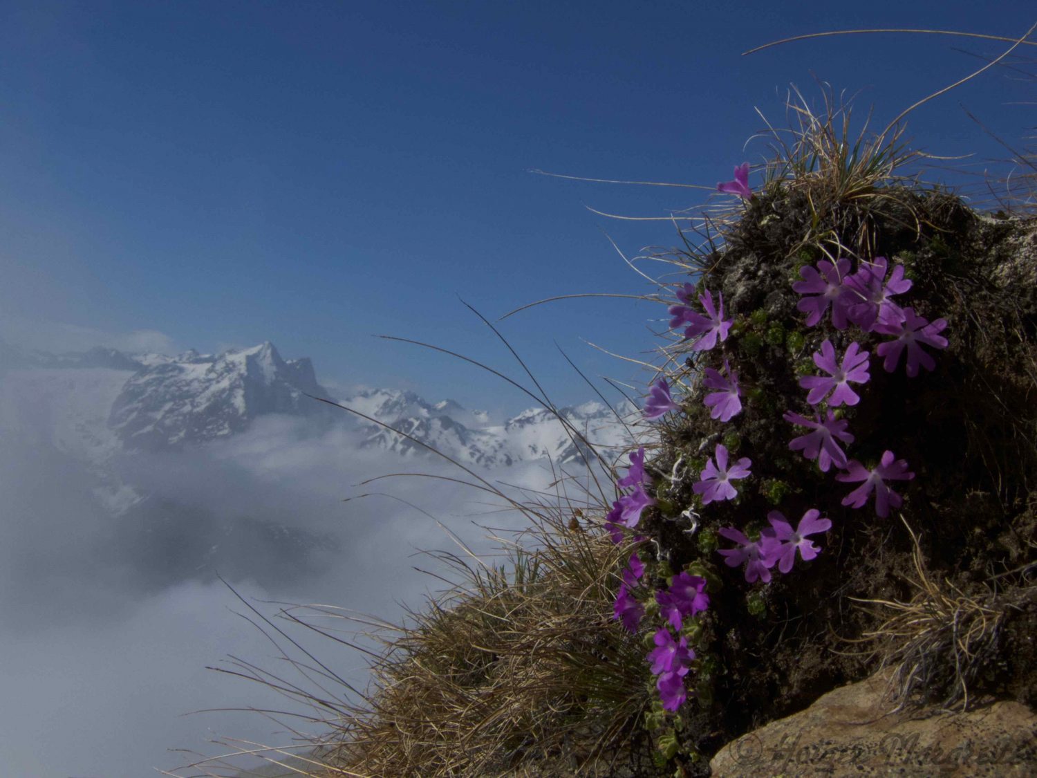 Figln Roßkogel- Weißstein