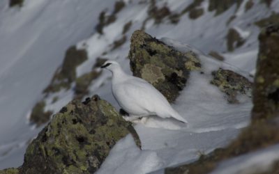 Angerbergkopf über Senderstal