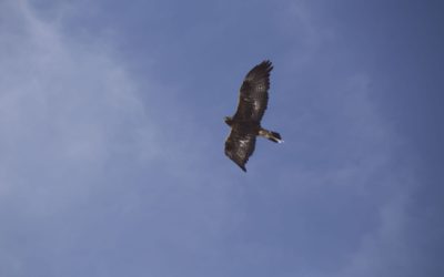 Rinnensee im Frühsommer oder doch noch Spätwinter