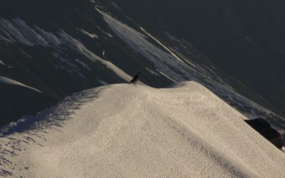 Letzte Skitour für diese Saison- in den Stubaiern unterwegs