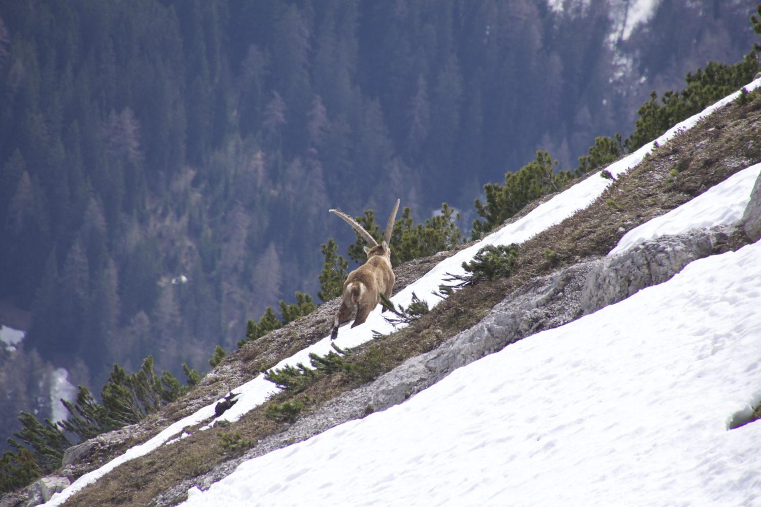 Wahrhaft majistätisch