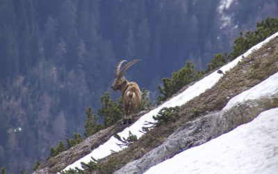 Von Pertisau zum Kompar und weiter zur Mond(t)scheinspitze