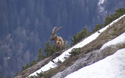 Von Pertisau zum Kompar und weiter zur Mond(t)scheinspitze