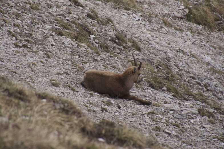 Entspannte Steingeis