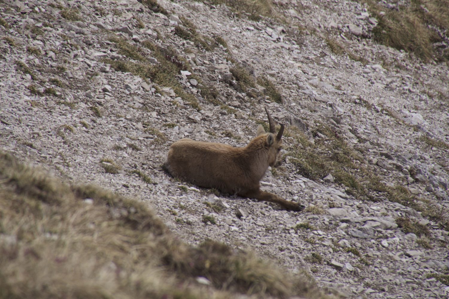 Entspannte Steingeis