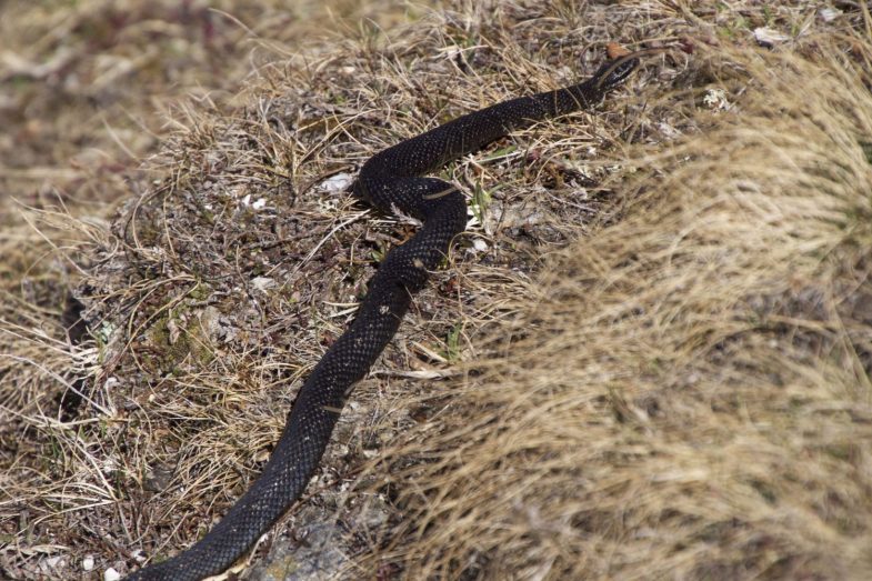Höllenotter genannt