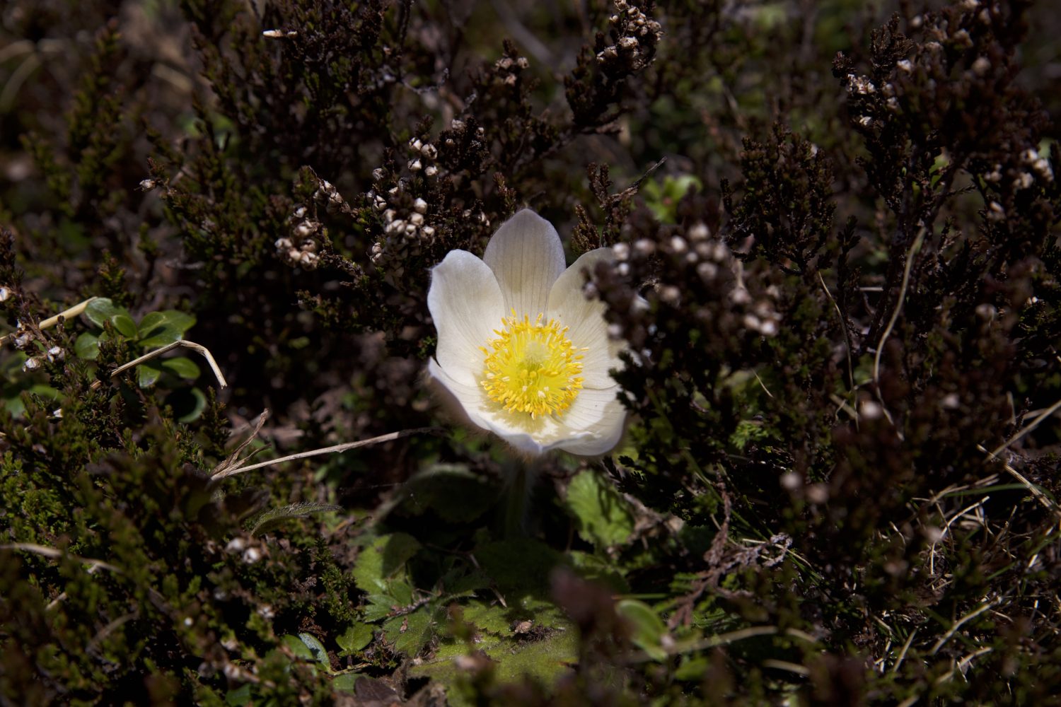 Küchenschelle