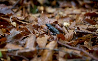 Die markante Huderbankspitze hoch überm Vomperloch