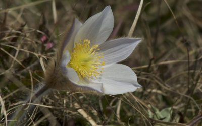 Von Trins auf die Peilspitze und weiter zum Blaser