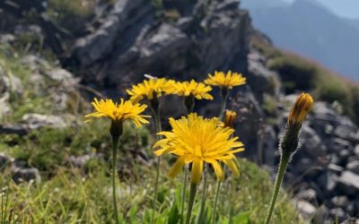 Überschreitung des Sonnjochs- Karwendel