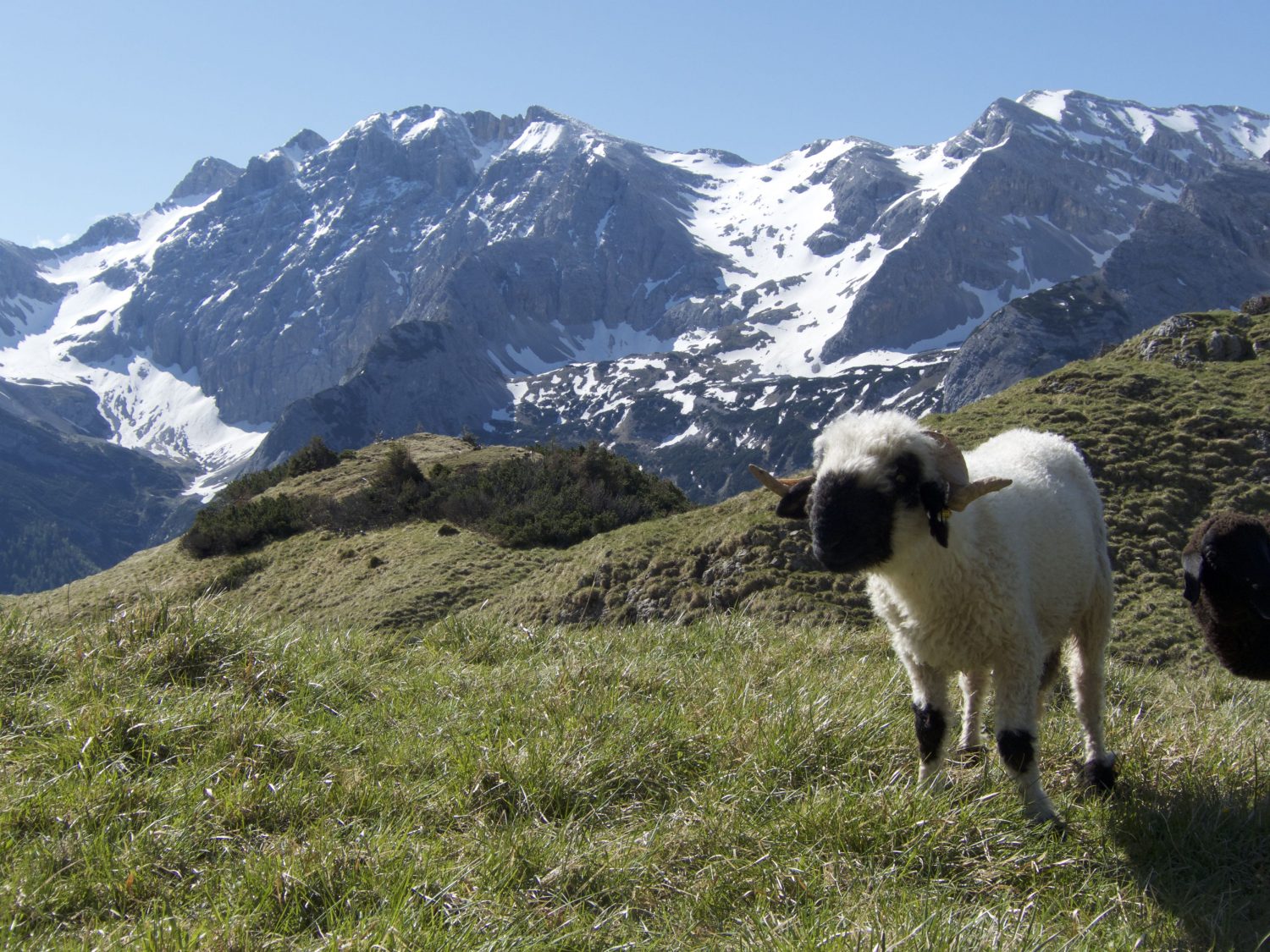 Am Bäralplsattel mit Widder