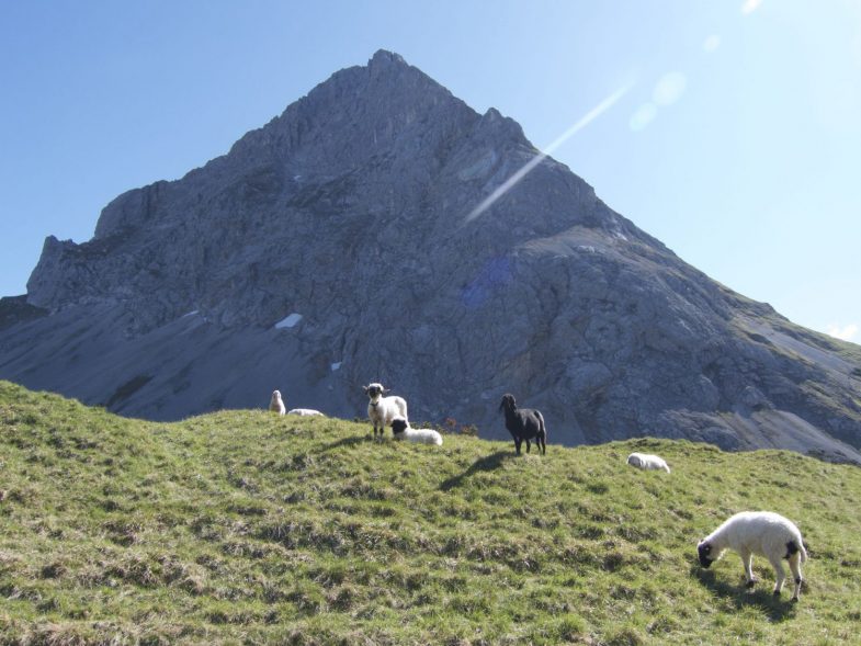 Blick zum Bäralplkopf