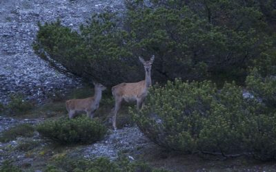 Spazieren im Pinnistal- Stubaier Alpen