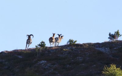 Übers Morgenköpfl auf den Morgenkogel- Tälerüberschreitung- Tuxer Alpen