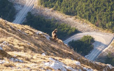 Auf die Westliche Mitterspitze- Mieminger Kette