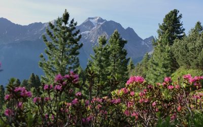 Von der Brennerspitze zum Basslerjoch- Stubaier Alpen