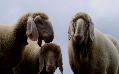 Glücksgrat oder der Hausberg meiner Bergrettungs Kameraden- Stubaier Alpen