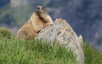 Am Stubaier Höhenweg mit Abstecher zur Kleinen Glättespitze- Stubaier Alpen