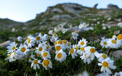 Das Rainerhorn in den Hohen Tauern- Venediger Gruppe