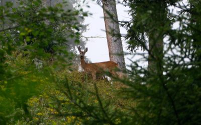 Schnelle Runde in den Kalkkögeln- Stubaier Alpen