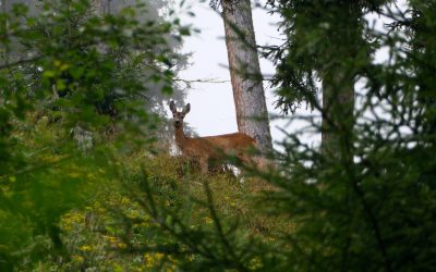 Schnelle Runde in den Kalkkögeln- Stubaier Alpen