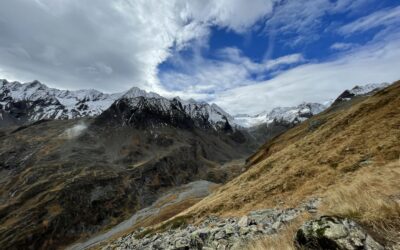 Gamszählung in den Stubaier Alpen