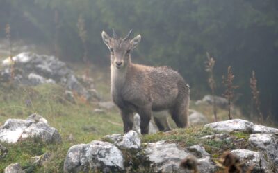 Auf die Rote Wand im Teichalmgebiet